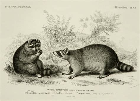 1849 Antique Print Of Raccoons Raccoon 165 Years Old