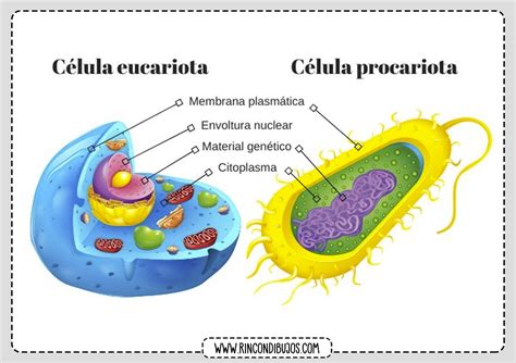 Celula Eucariota Y Procariota Rincon Dibujos The Best Porn Website
