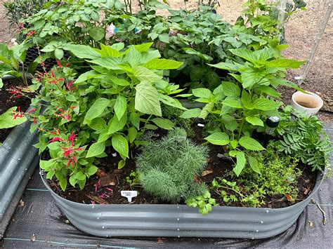 Cultivate Your Dream Garden: The Ultimate Guide to Raised Garden Beds