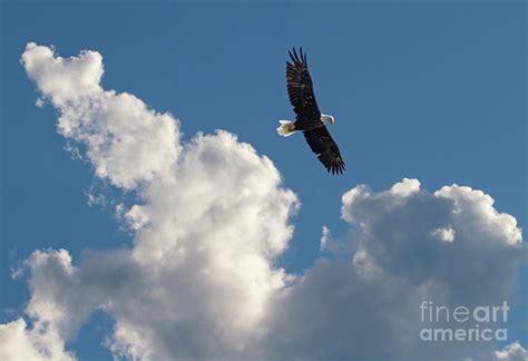 Bald Eagle Soaring Above Clouds Photograph By Kevin Mccarthy Pixels