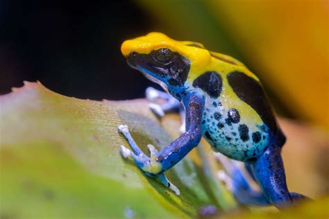 16 Beautiful But Deadly Poisonous Frogs 2022
