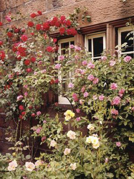 Lazy Way To Propagate Roses Hybrid Tea Roses Climbing Roses Growing