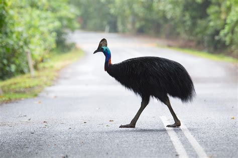 Survey Of Daintree S Lot 11 Confirms Habitat For Threatened Species Rainforest 4