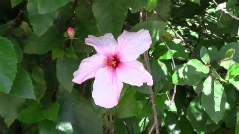 La catharanthus roseus è un fiore sempreverde. Plant with Pink Flowers 001 (pianta con fiori rosa) - YouTube