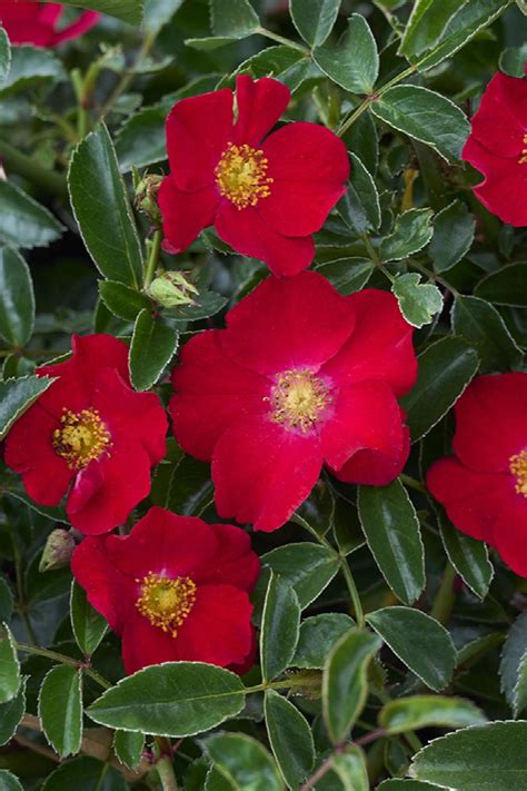 Flower Carpet Red Rose Rosa X Noare Monrovia Plant