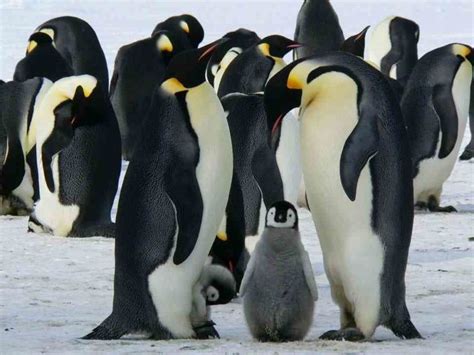 ¿cuánto Viven Los Pingüinos ↑ Actualizado 2019