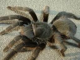 Needless to say, there is little consensus in the field. when I lived in west Texas saw many tranchulas spiders ...