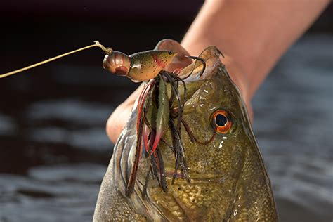 Meet The 2018 Icast Best New Freshwater Soft Lure Fishing Sport Show