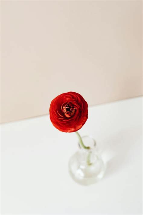 90000 Best Vase Of Flowers Photos · 100 Free Download · Pexels Stock