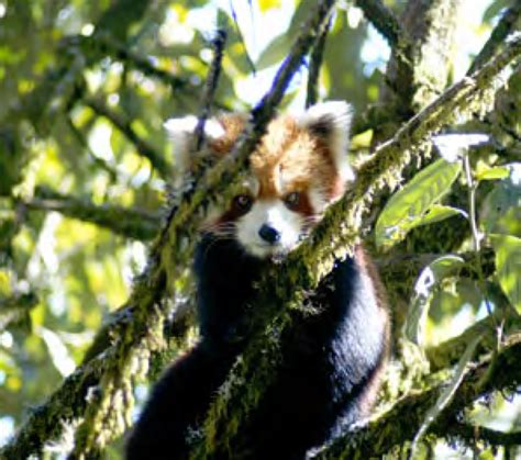 Red Panda Facts Vs Giant Panda Facts Red Panda Network