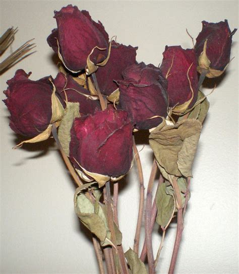 Dead Roses 2 By Gsdark Stock On Deviantart