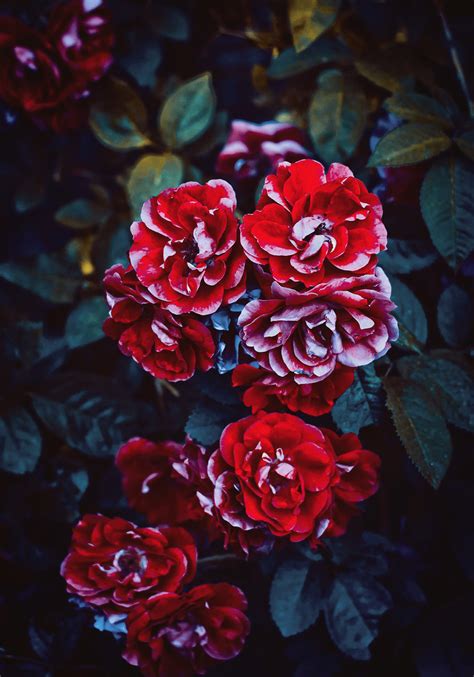 Just select your lovely picture add some cool effects and flower photo frames especially red rose are most beautiful flower all of flowers. Red Flower Close-up Photo · Free Stock Photo