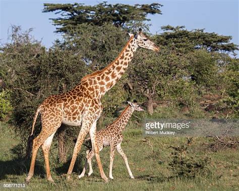 Baby Masai Giraffe Photos And Premium High Res Pictures Getty Images