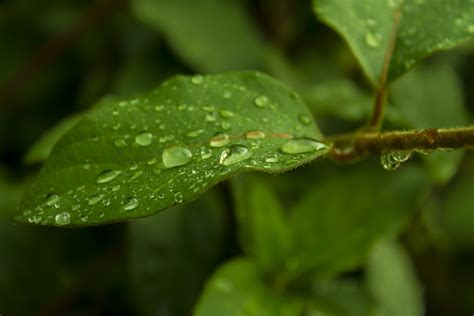 Free Images Water Nature Drop Dew Rain Leaf Flower Green Herb