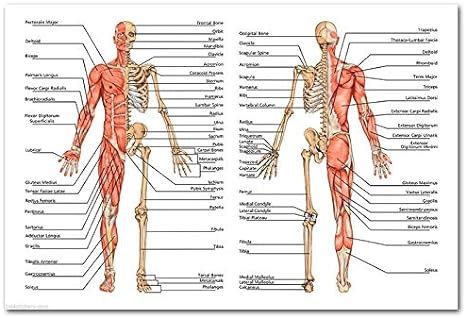 Affiche D Anatomie Humaine Enseignement De Muscle Squelettique