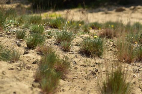 Siedlce Desert Grass Free Photo On Pixabay Pixabay