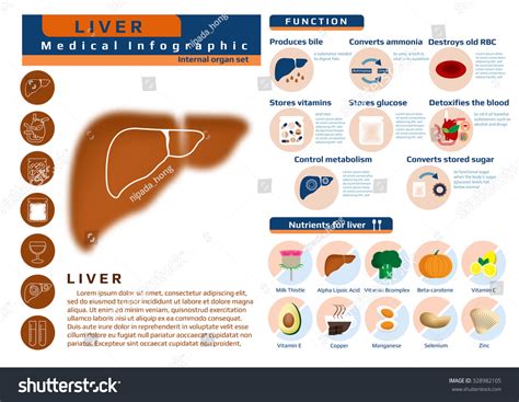 Function And Nutrition Supplement Of Liver Medical Health Infographic