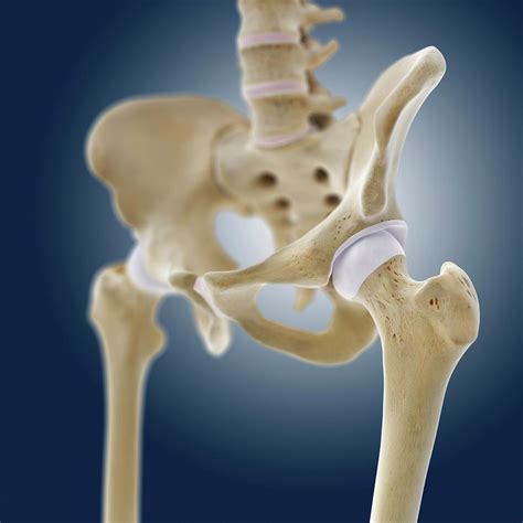Hip Anatomy 20 Photograph By Springer Medizin Science Photo Library