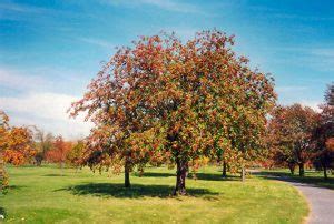 Maybe you would like to learn more about one of these? Worthy (But Underused) Trees for the Gallatin Valley ...