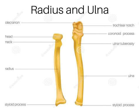 Radius Medically