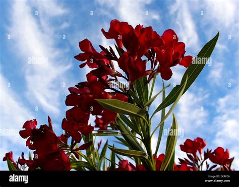 Oleander Arizona Hi Res Stock Photography And Images Alamy