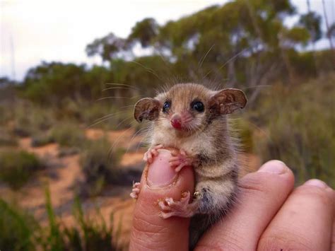 The Western Pygmy Possum Is Native To Australia It Looks Small But It