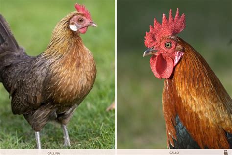 How To Tell The Difference Between Rooster And Hens Learn To Tell