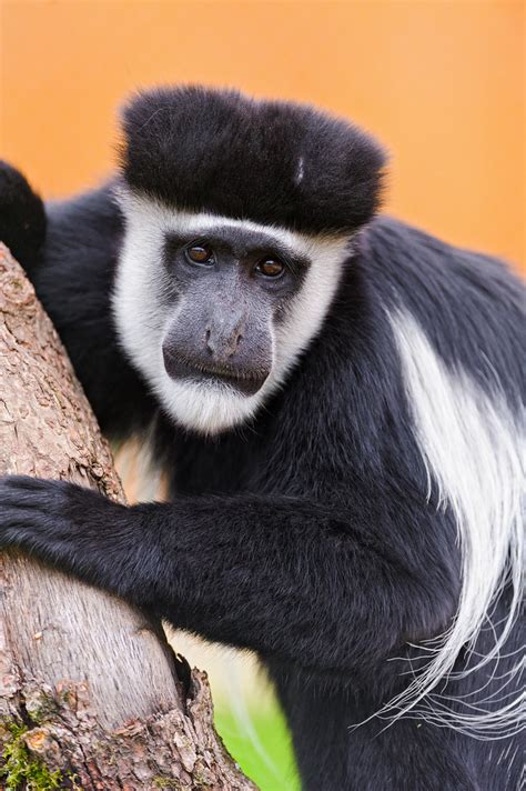 Colobus Climbing One Of The Colobus Monkeys Clinging On A Flickr