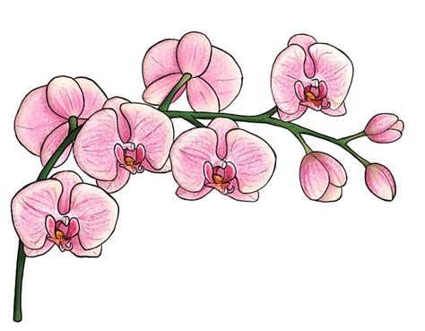 1001 Images De Dessin De Fleur Pour Apprendre à Dessiner Blumen