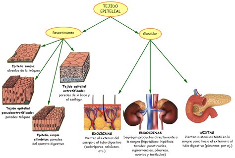 Los Tejidos Tipos De Tejidos Del Cuerpo Humano Resúmenes Ejercicios