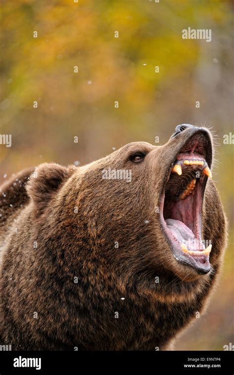 Grizzly Bear Ursus Arctos In Late Autumn Mountain Habitat Captive