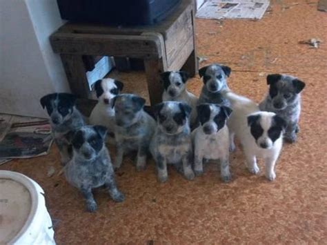 Puppies and dogs for sale in usa on puppyfinder.com. Queensland Blue Heeler puppies for Sale in Selma, Oregon ...