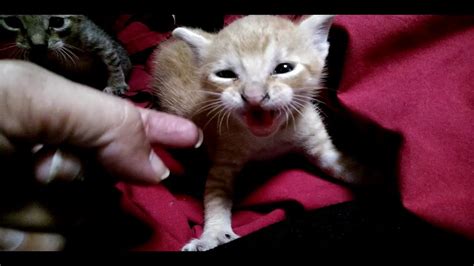 How To Hand Tame A Feral Kitten In Minutes Angry Cat Sounds Youtube