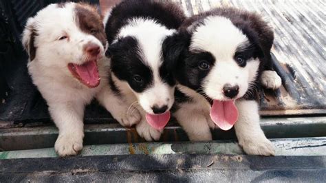 15 Month Old Border Collies 💕 Border Collie Collie Pets