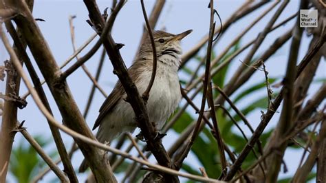 Climate Change Making Nightingales Wingspans Shorter Videos From The
