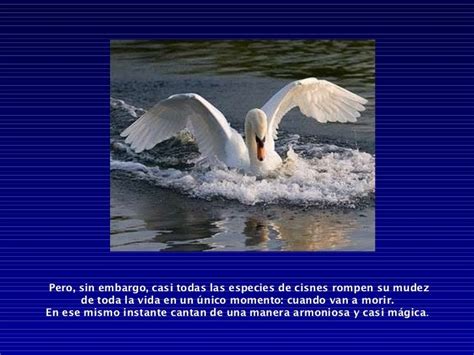 El Canto Del Cisne 48
