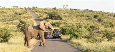 Kruger National Park Safari Experience Ilios Travel