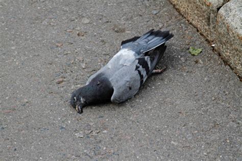 Royalty Free Dead Pigeon Pictures Images And Stock Photos Istock