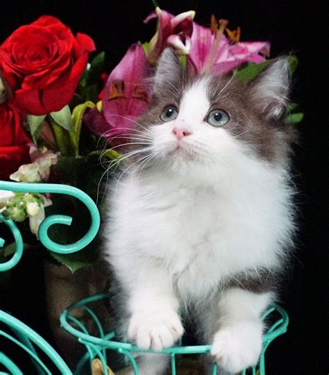 The breed is carefully bred to produce large affectionate animals in three patterns, two with white (mitted and bicolor) and one with no white (colorpoint). USADOLLS - Ragdoll Kittens & Cats Colors & Patterns