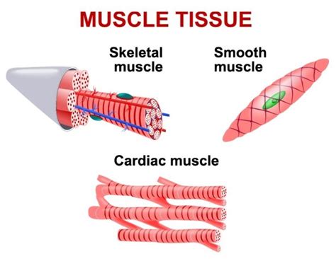 Muscle Tissue Diagram