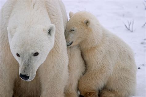 Classic Polar Bears Canada Wildlife Holiday North America Group Tour