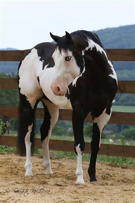black  white paint horse paint horses pinterest beautiful god  hats