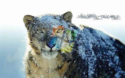 Leopard Snow Mac Os Windows Backgrounds Wallpapers