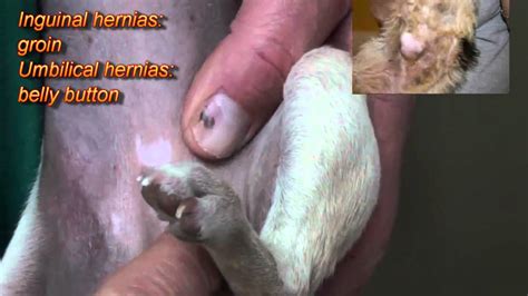 If you can push a finger through the umbilical ring, the hernia should be repaired. Hernia in a Chihuahua - YouTube