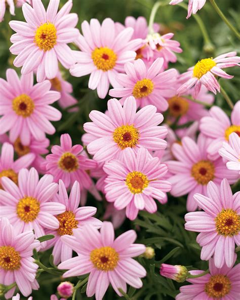 Molimba Pink Marguerite Daisy Argyranthemum Frutescens Pink