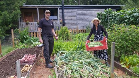 Panen Kentang Merah Buncis Gepeng Dan Zucchini Hidup Minimalis Berkebun Di Inggris