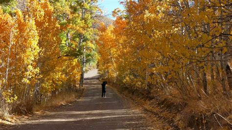 The Fall Colors In The Bishop Ca 2016 Youtube