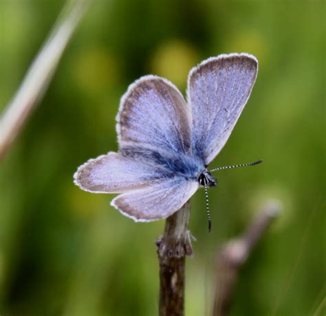 Fenders Blue Butterfly Reaches Recovery Milestone Yamhill Soil
