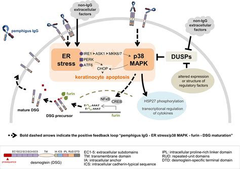 Frontiers Crosstalk Between Signaling Pathways In Pemphigus A Role