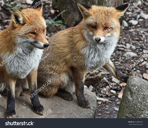 Portrait Red Foxes Pair Vulpes Vulpes Stock Photo 753089395 Shutterstock
